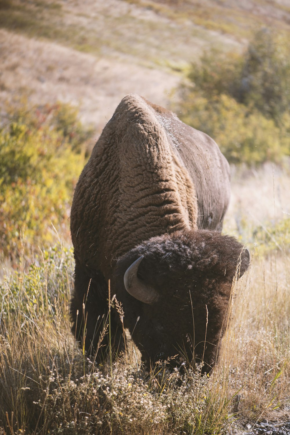 brown yak on green grass field during daytime