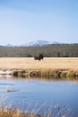 brown grass field near lake during daytime