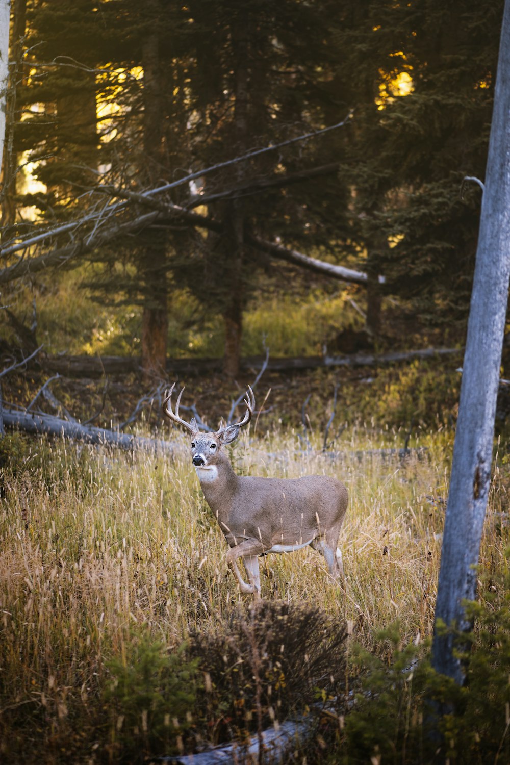 brown deer on green grass field during daytime