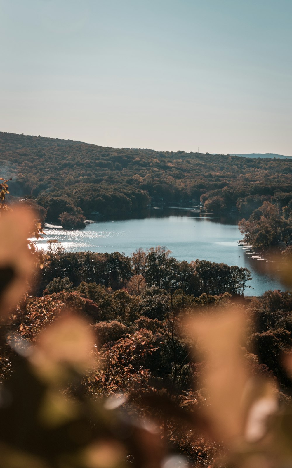 green trees near body of water during daytime