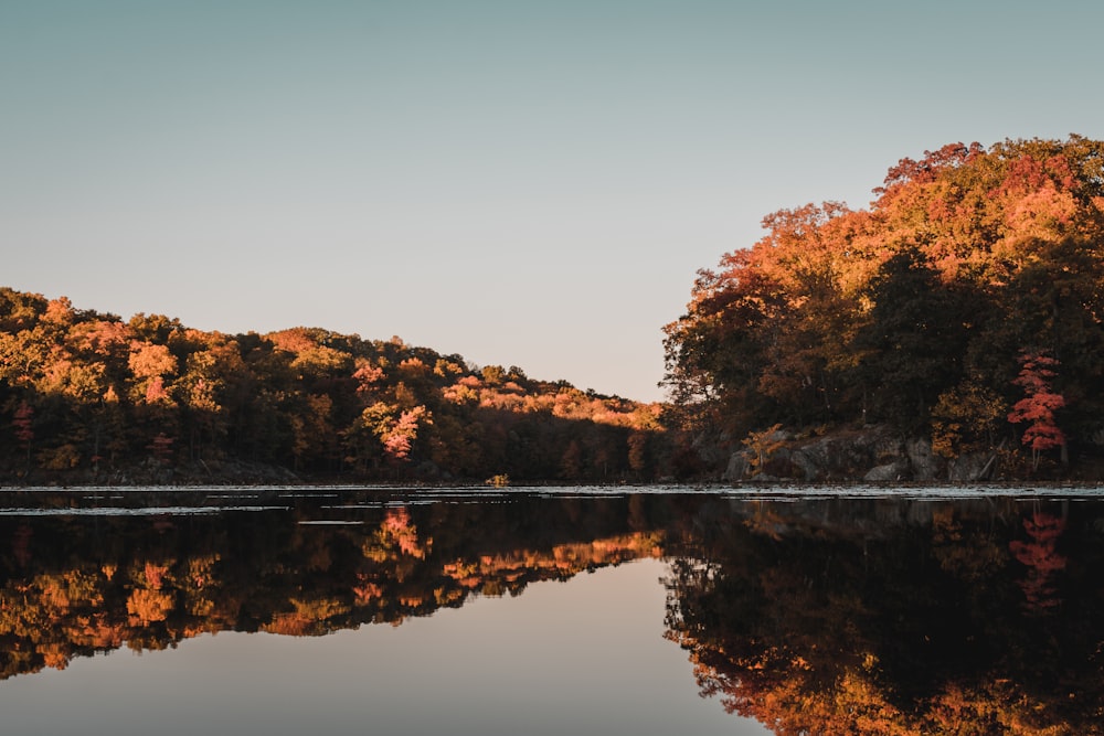 brown trees beside lake during daytime