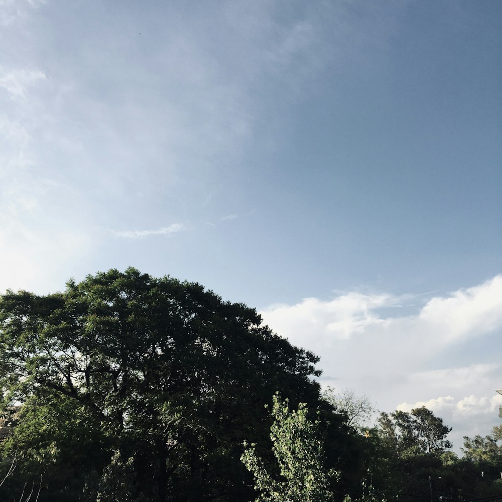 green trees under blue sky during daytime