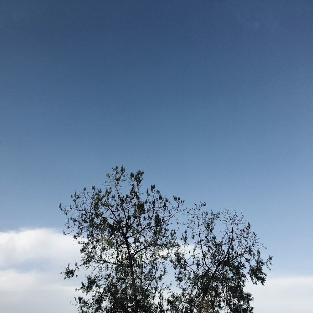 green tree under blue sky during daytime