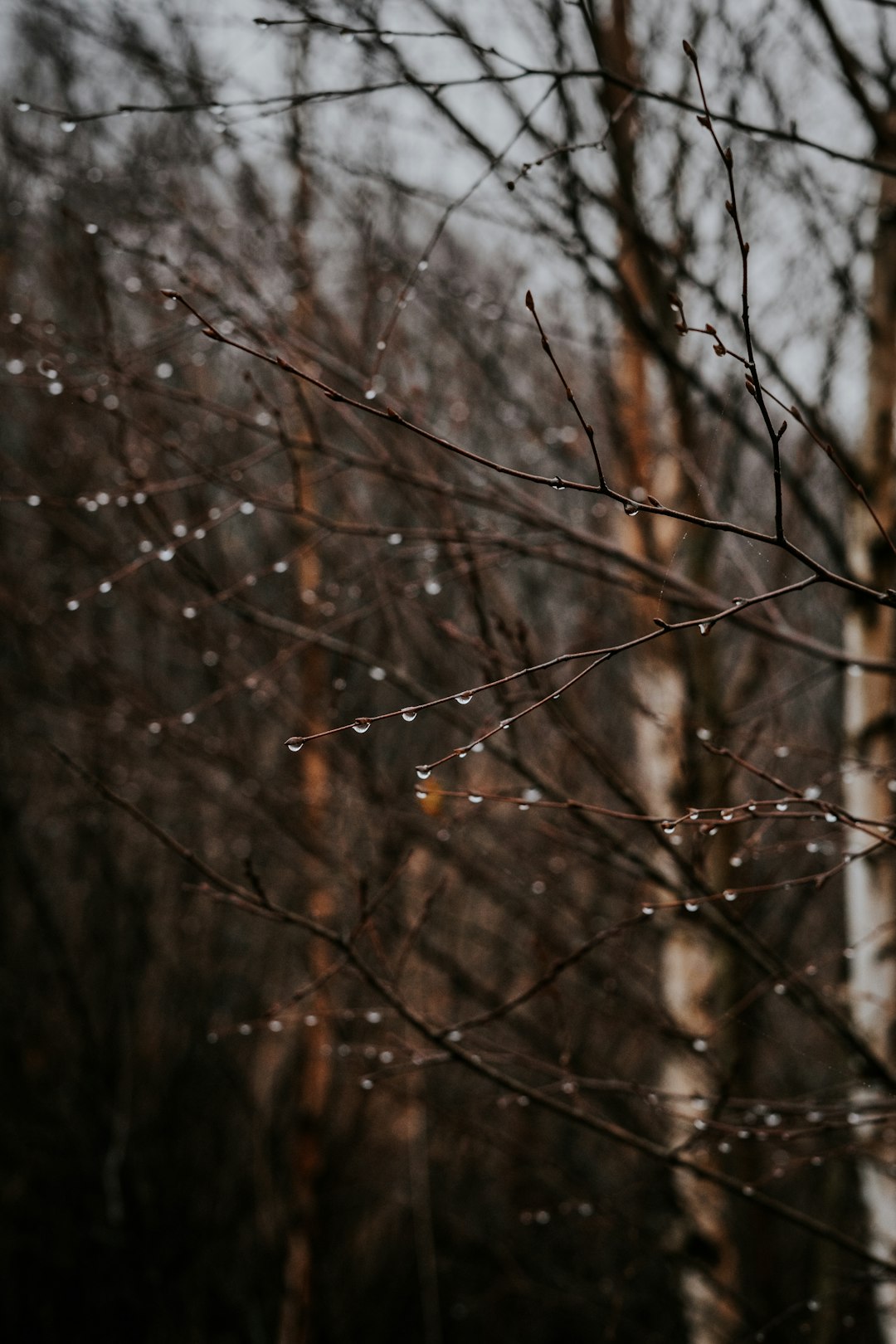 brown leafless tree with snow