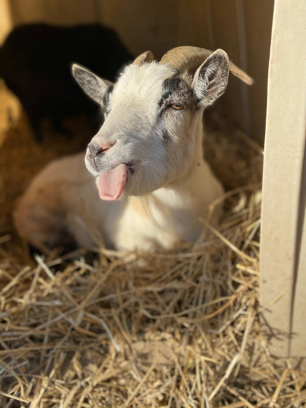 white and brown goat kid on brown dried grass during daytime