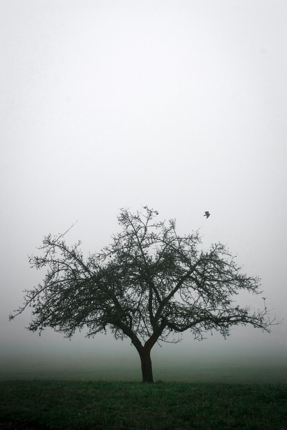 leafless tree under white sky