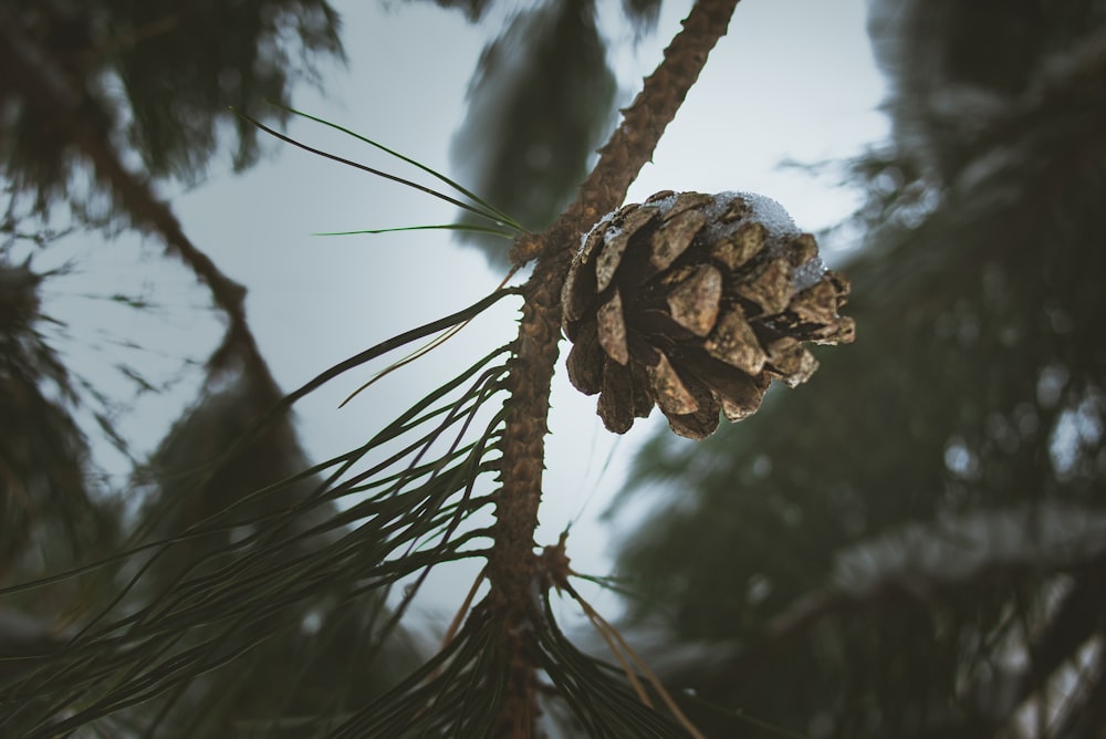 brown pine cone on brown tree branch