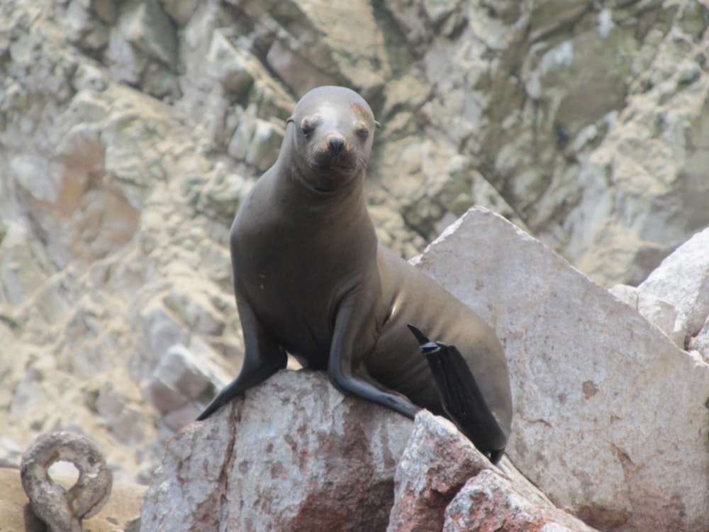 seal on gray rock during daytime