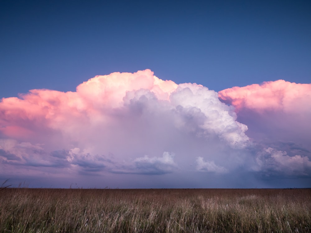 Campo de hierba marrón bajo el cielo azul durante el día