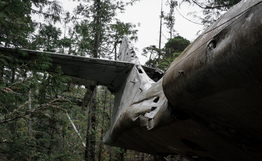 white animal skull on brown wooden tree trunk