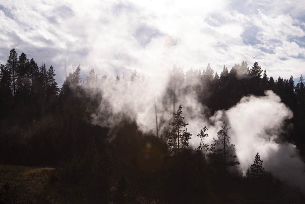 green trees under white clouds during daytime