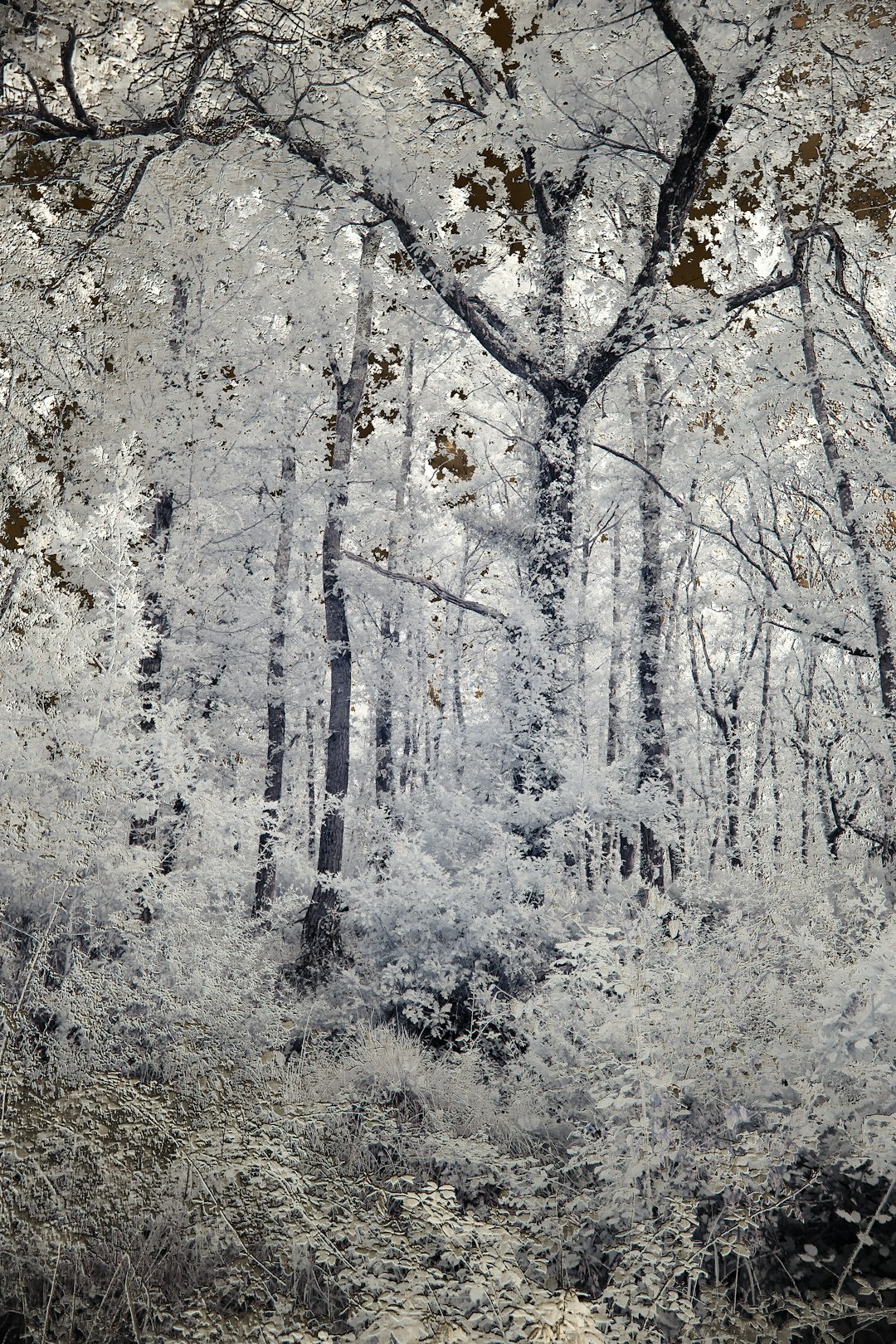 white trees covered with snow