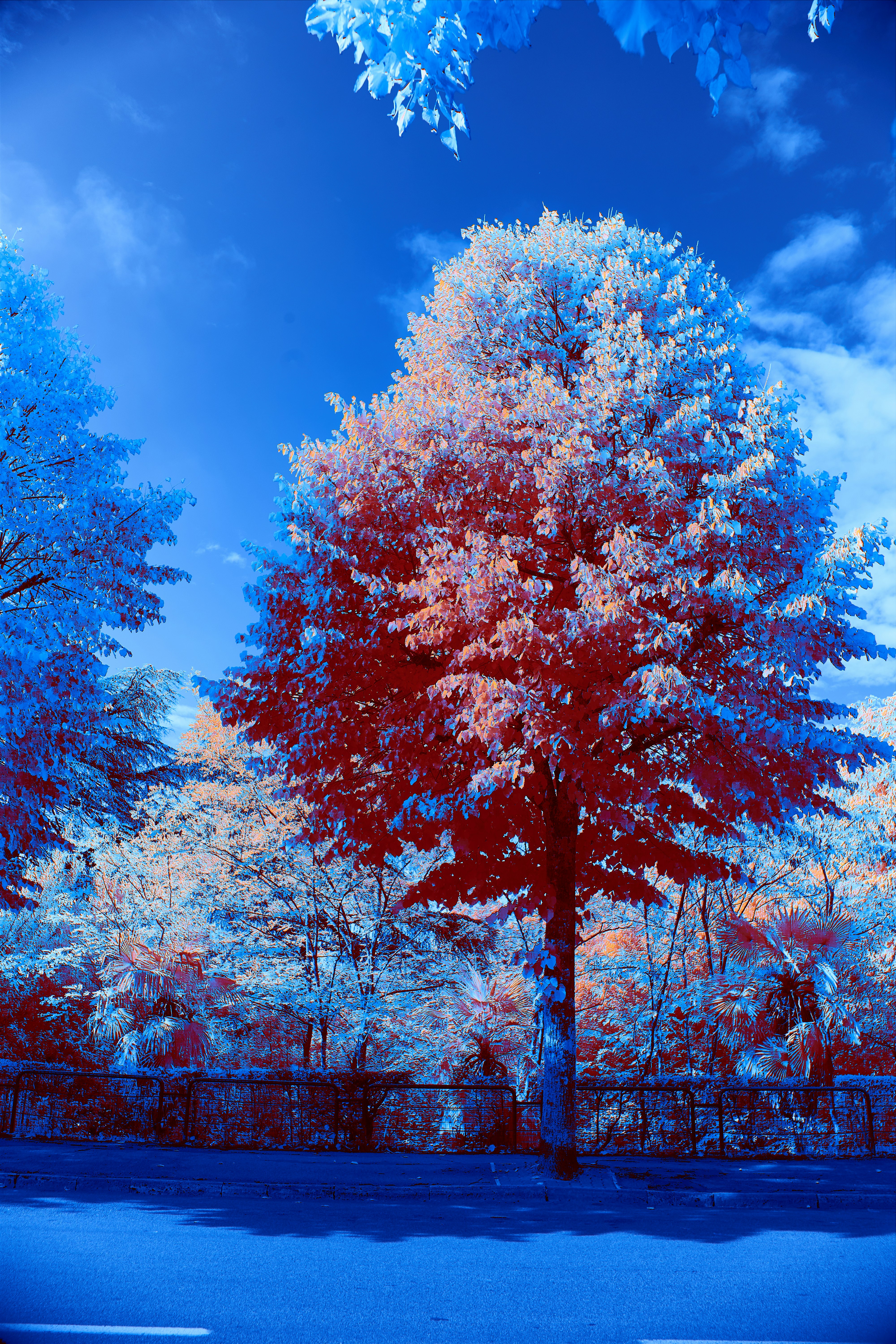 Photo by wolfgang_hasselmann