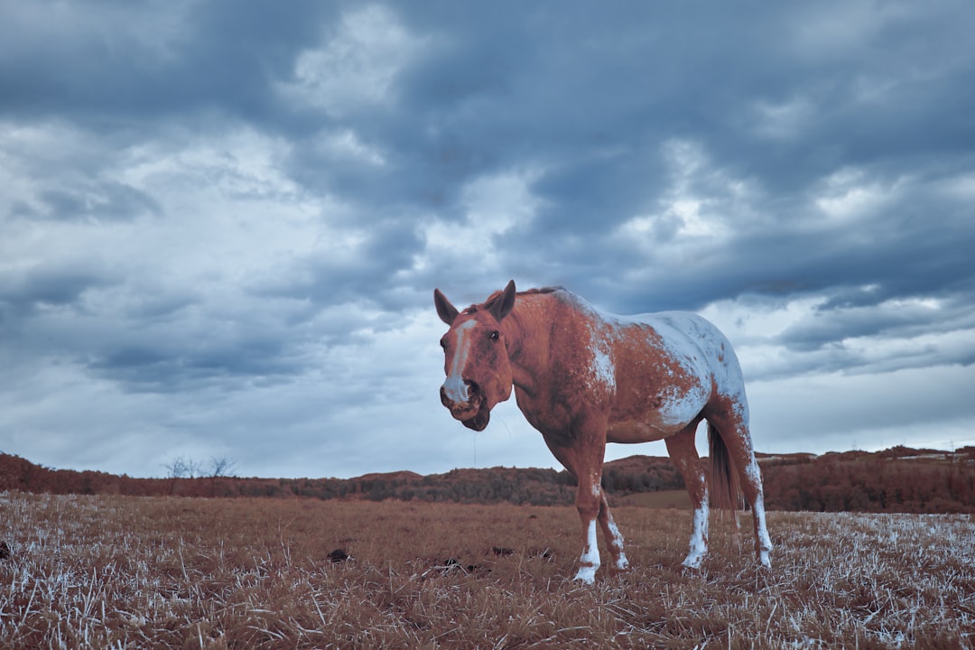 brown and white horse on brown grass field under blue and white cloudy sky during daytime
