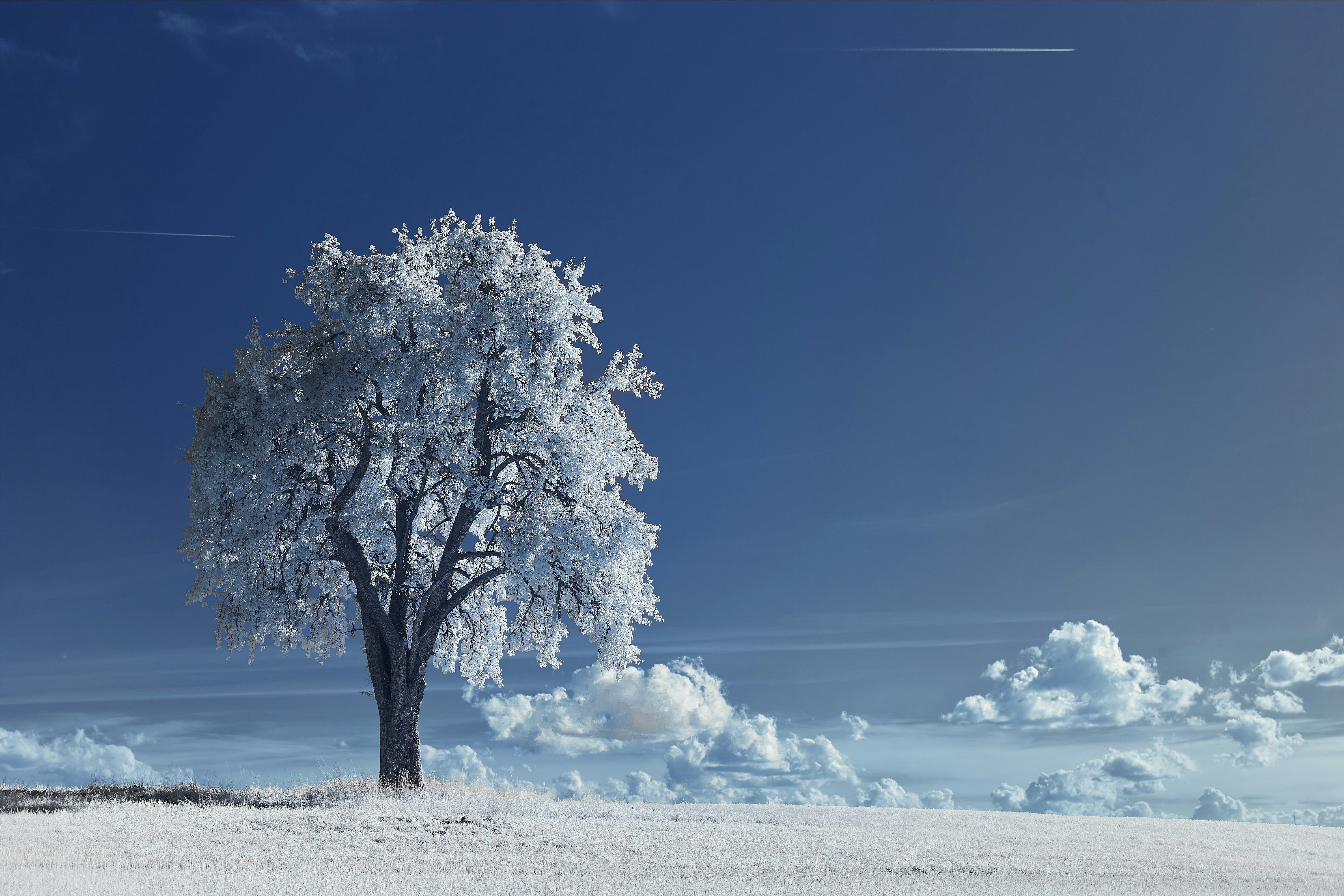 Photo by wolfgang_hasselmann