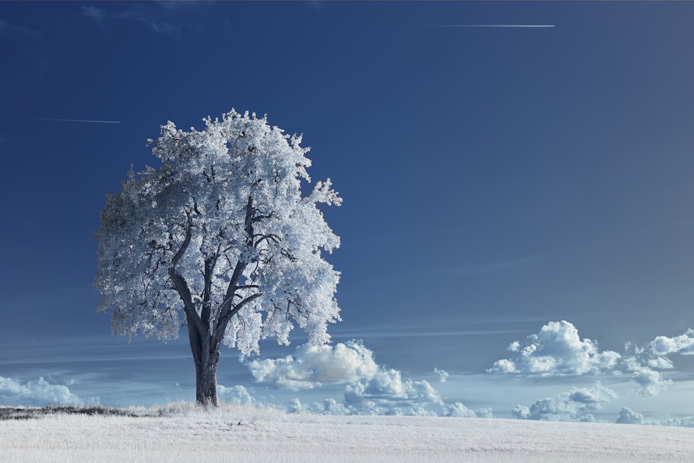 white tree on white snow field under blue sky during daytime