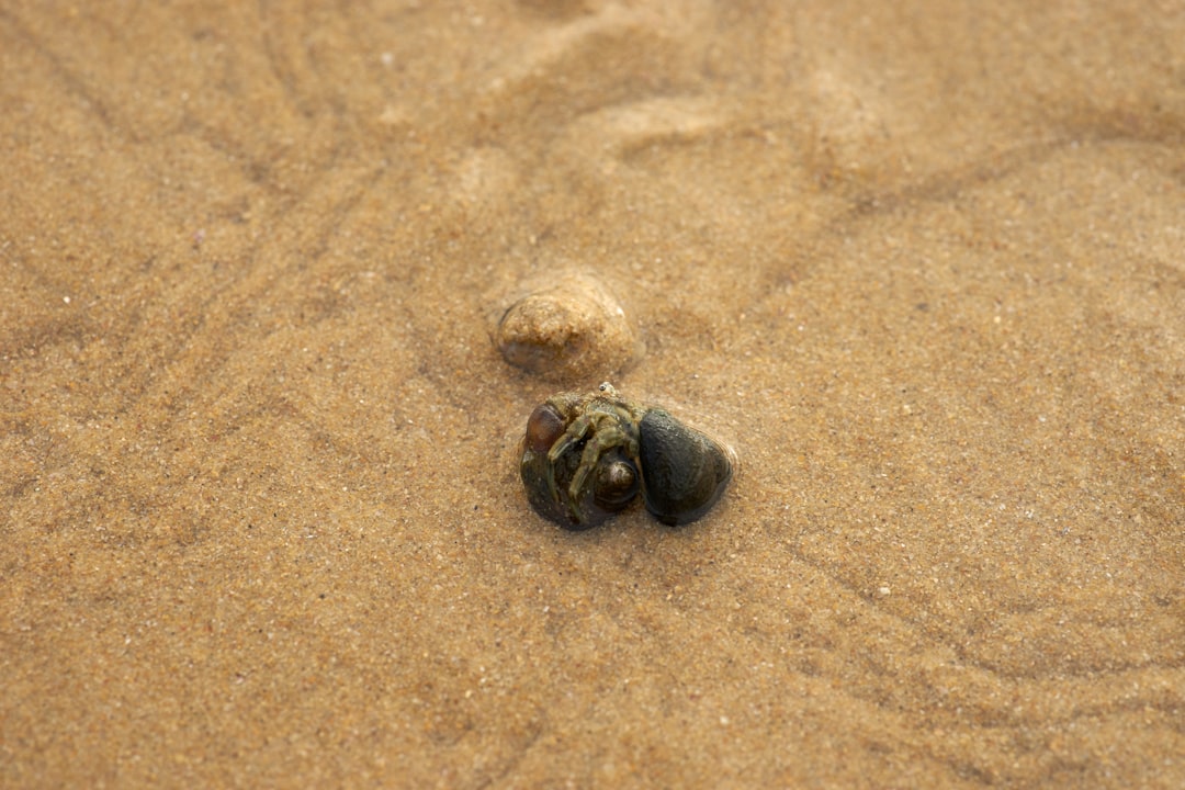 brown crab on brown sand