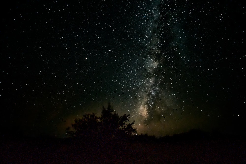 silhouette of trees under starry night