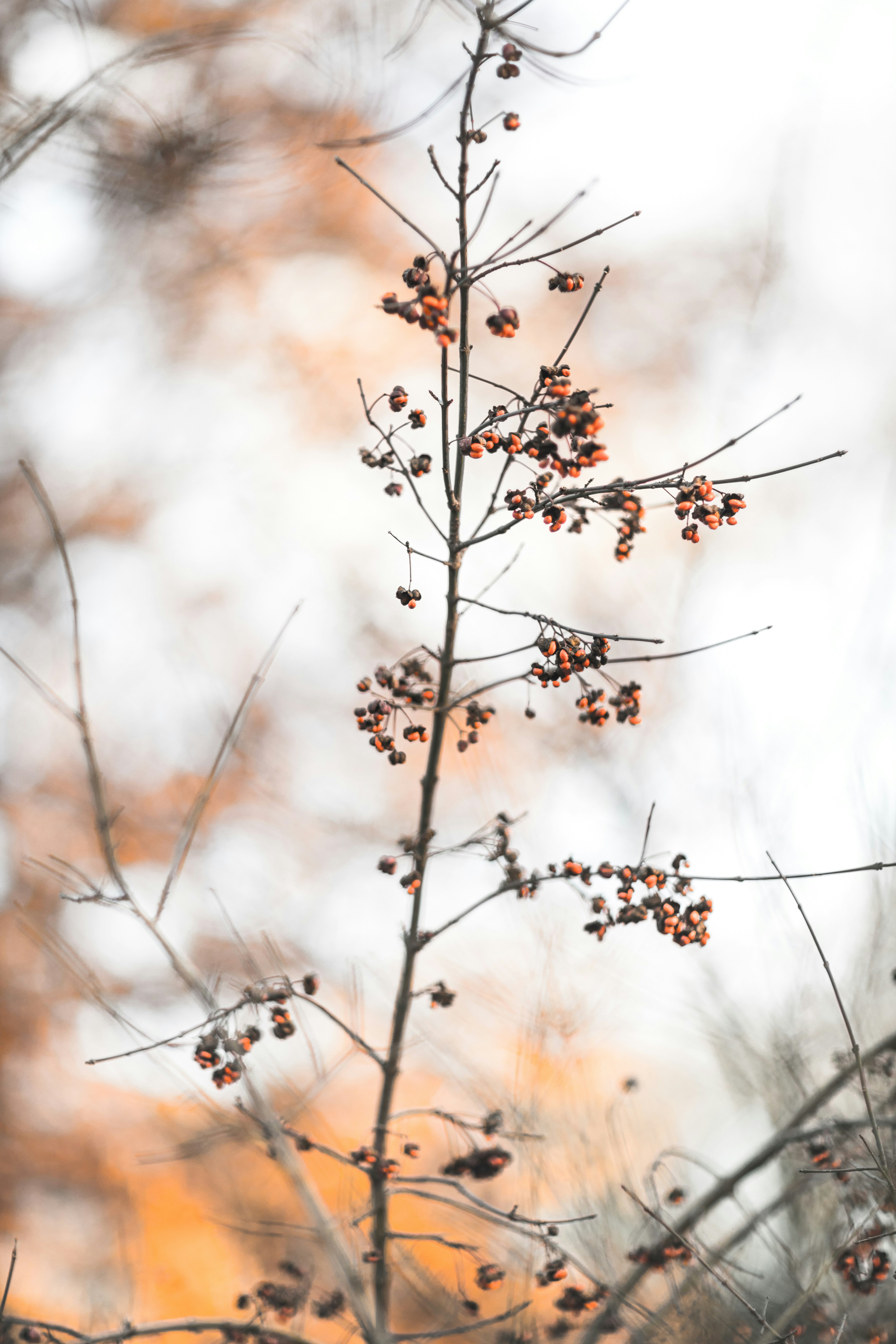 Photo by alexander_ant