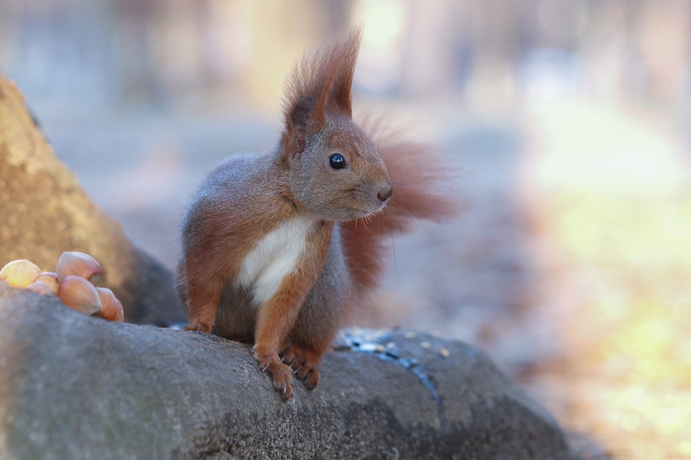 brown squirrel on gray rock during daytime