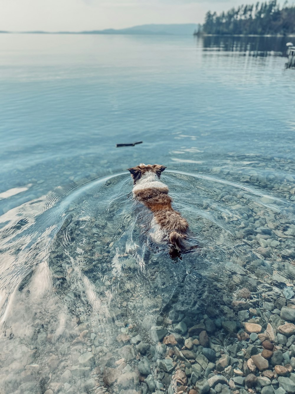 a dog is swimming in a lake with rocks