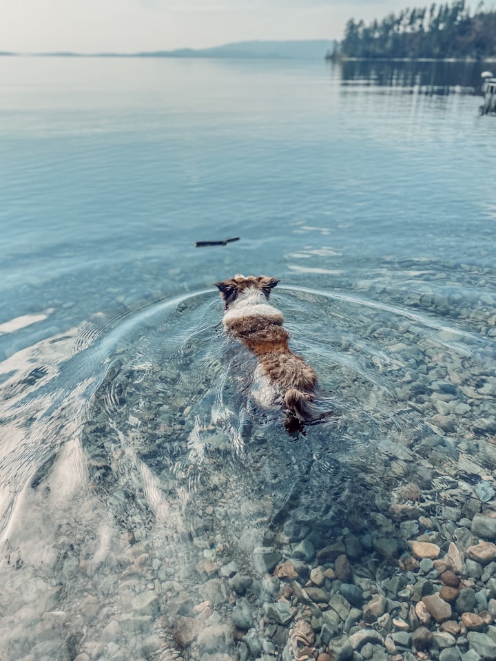 Safety Tips to enjoy a Day on the Lake With Your Dog