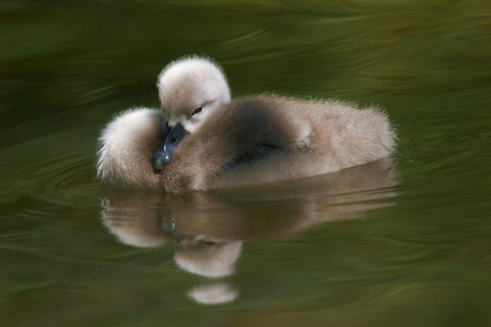 brown duck on water during daytime