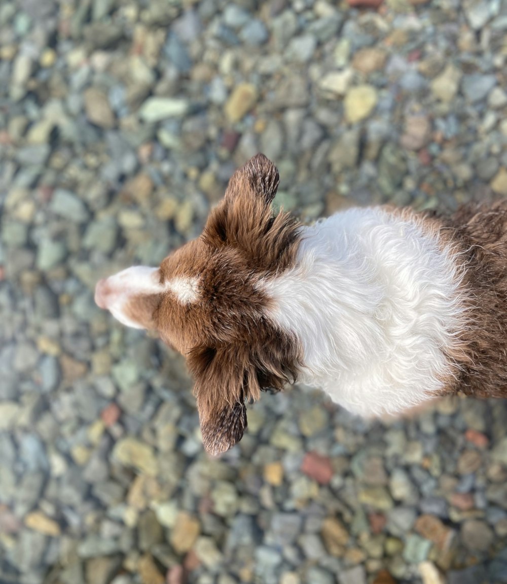 a brown and white dog standing on top of a gravel covered ground