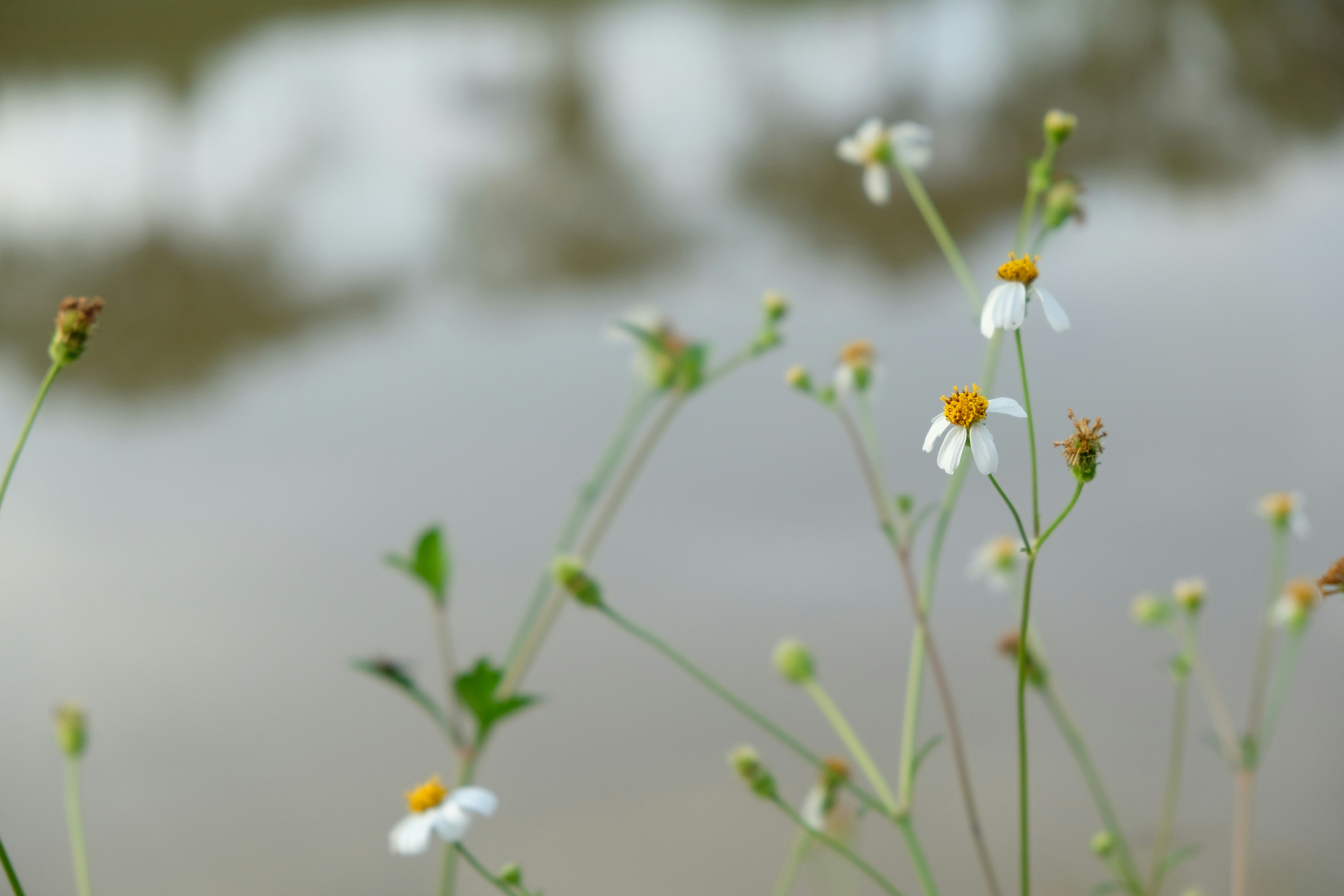Flor blanca en lente de cambio de inclinación