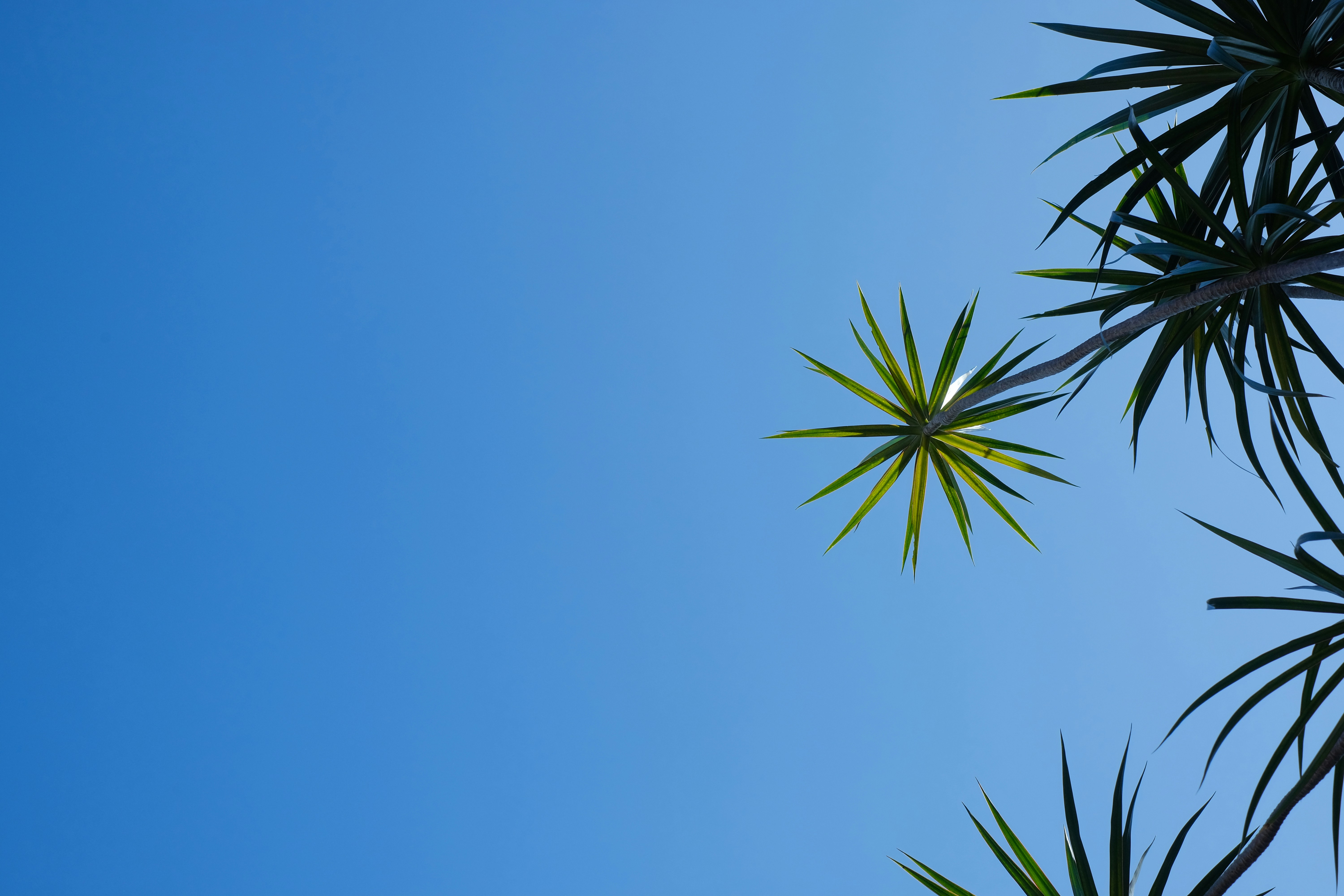 Palmera verde bajo el cielo azul durante el día