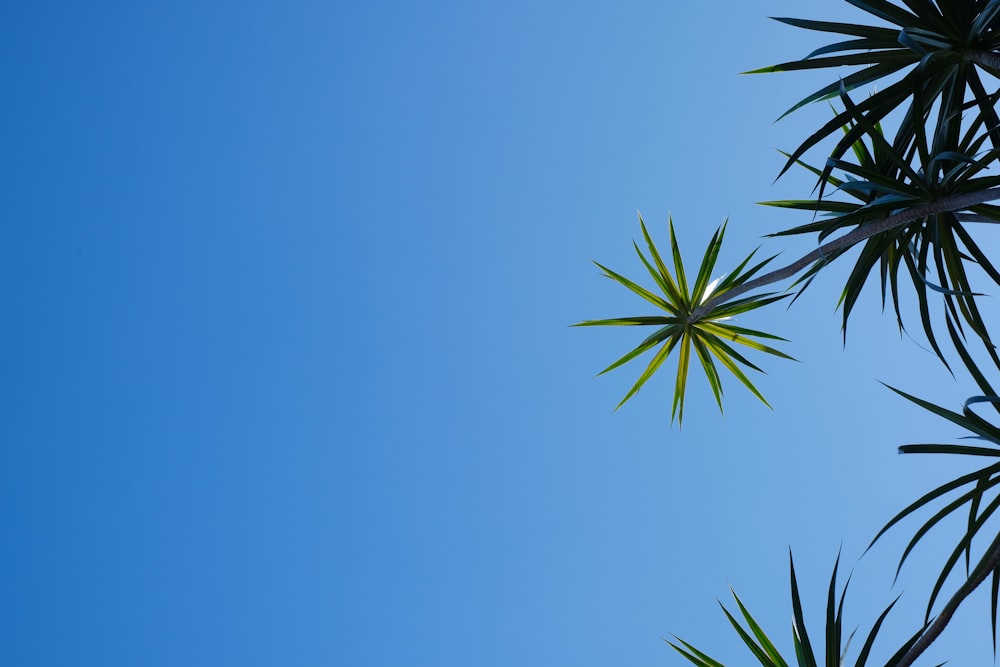 green palm tree under blue sky during daytime