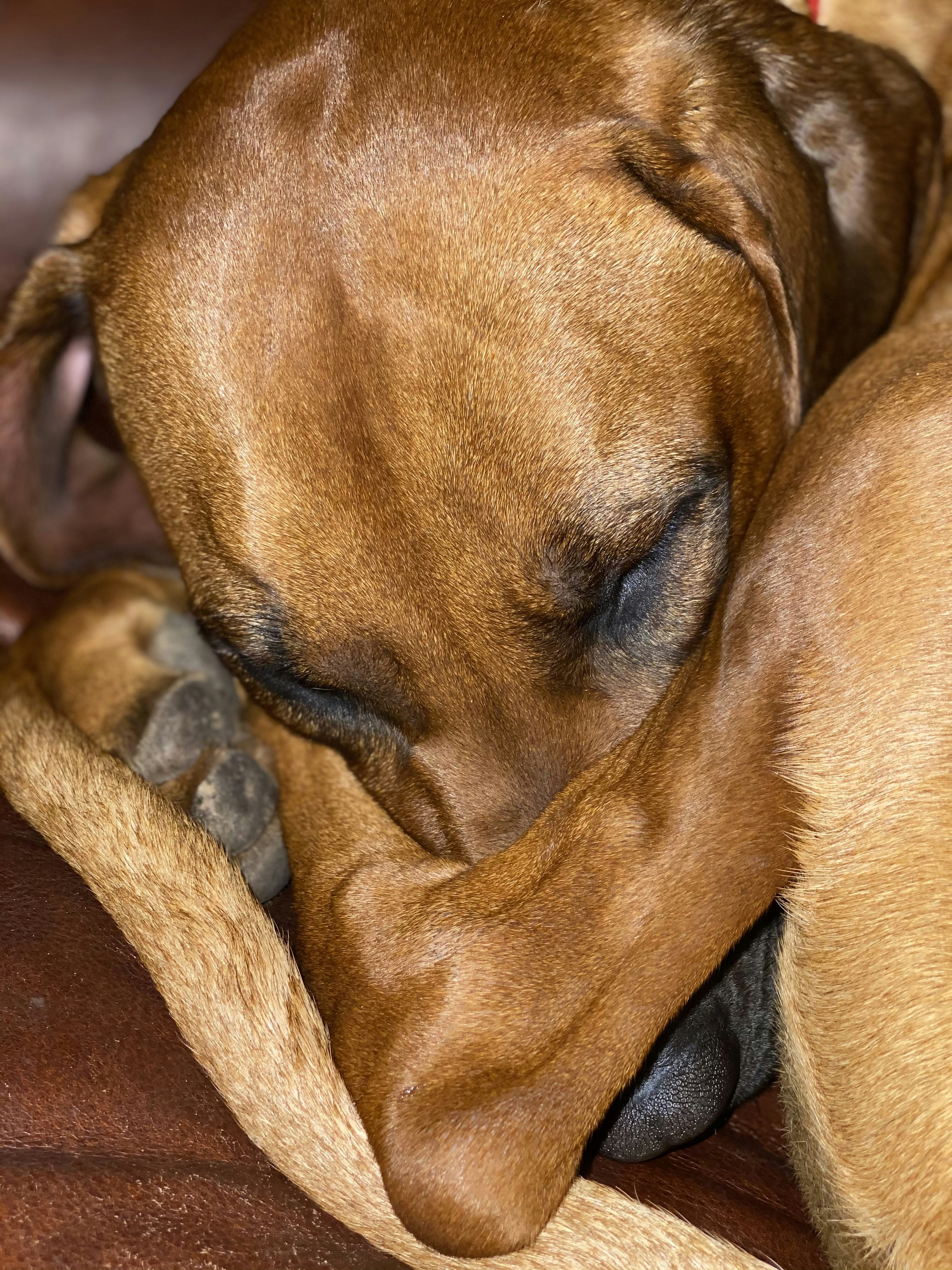 개가 꼬리를 흔드는 꿈과 그 의미 다양한 해석과 꿈풀이