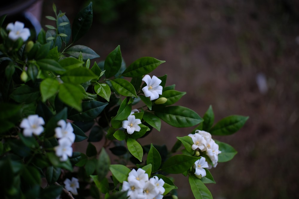 white flowers in tilt shift lens