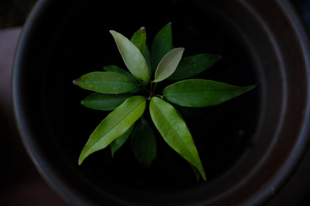 green plant on black pot