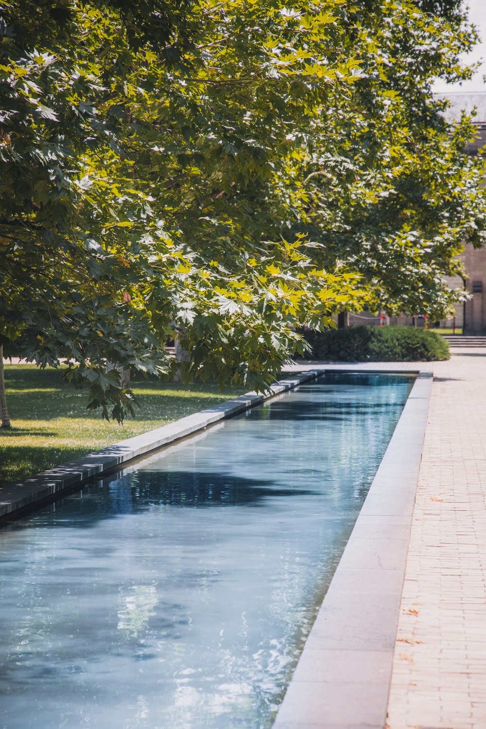 green trees beside swimming pool during daytime