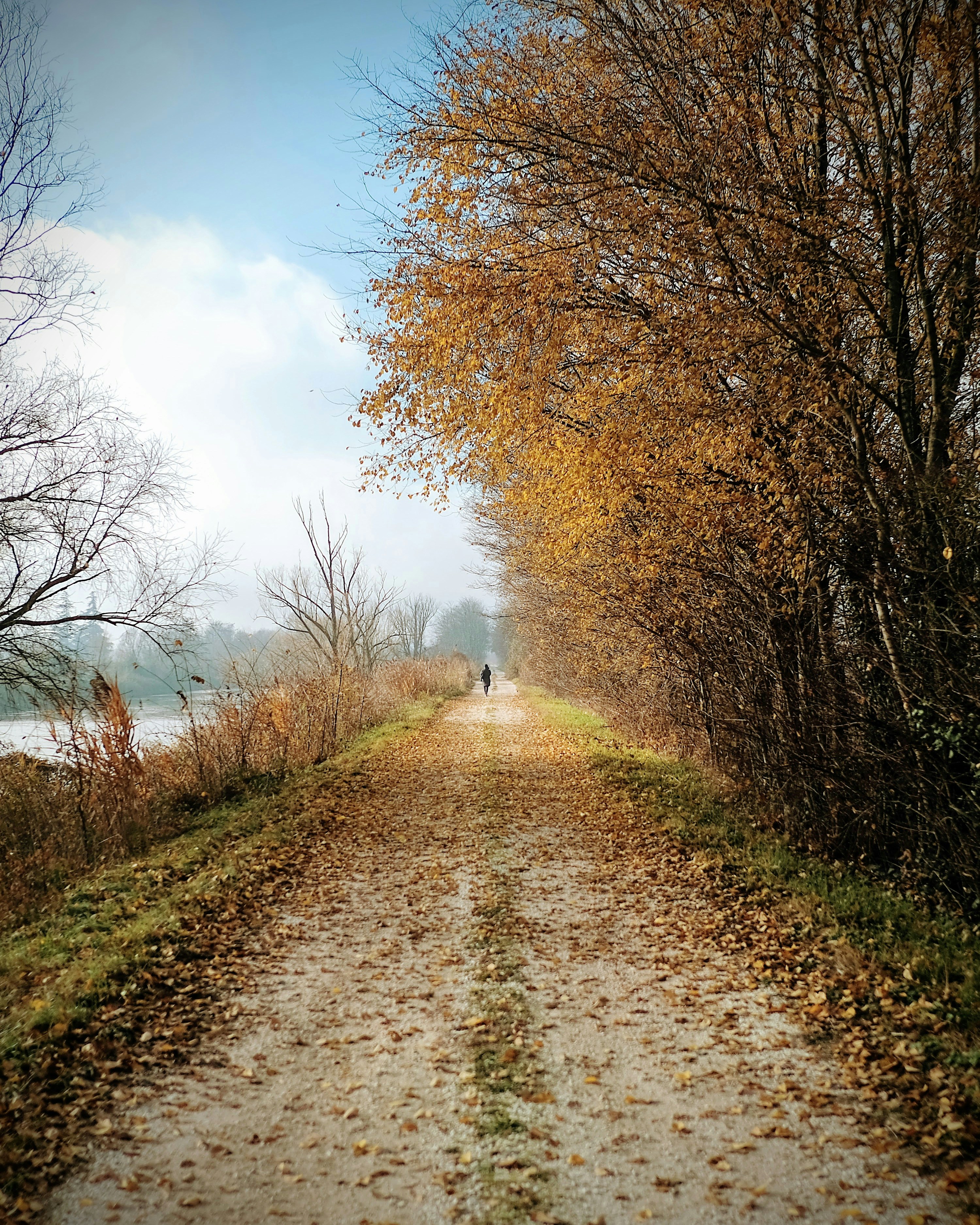brown pathway between brown trees during daytime