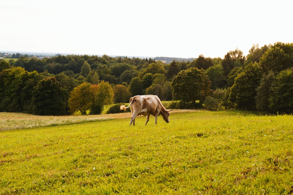 brown horse on green grass field during daytime