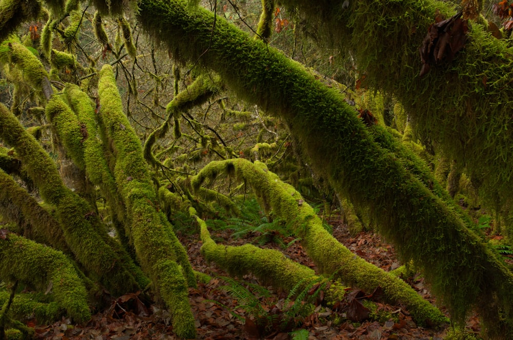 green moss on brown tree trunk