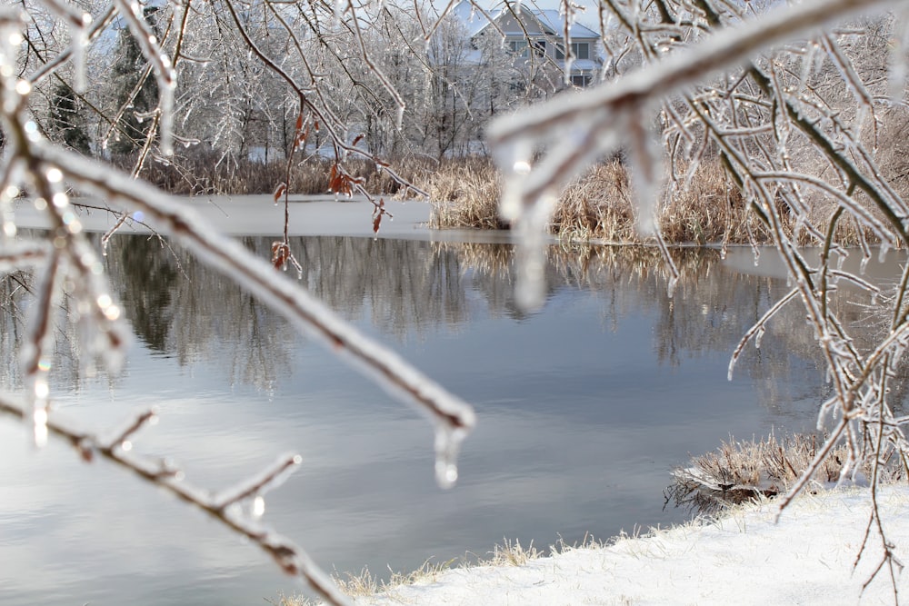 brown leafless tree near body of water during daytime