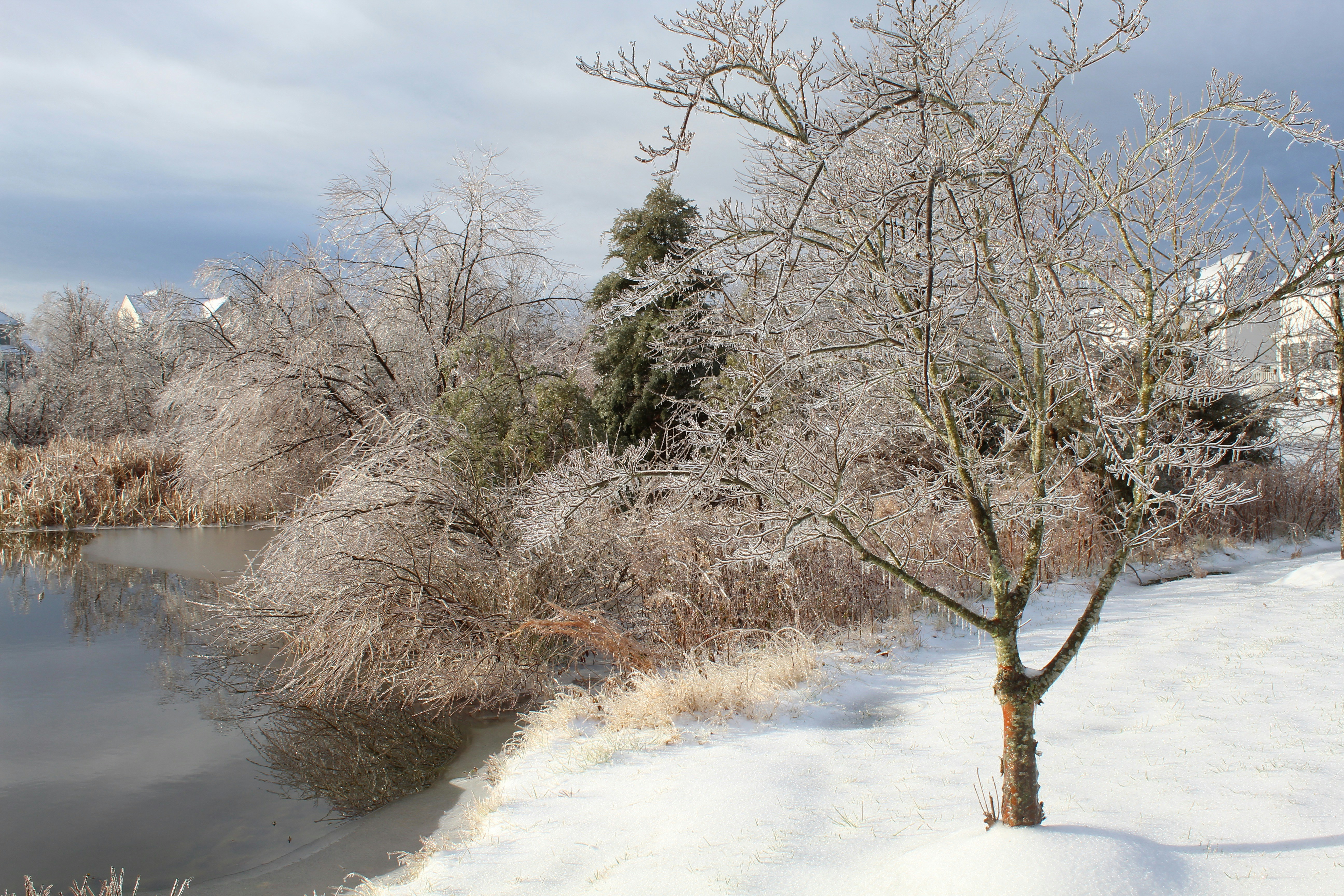 brown leafless trees on snow covered ground