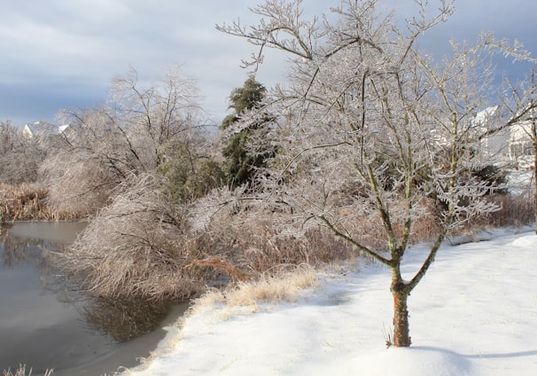 brown leafless trees on snow covered ground