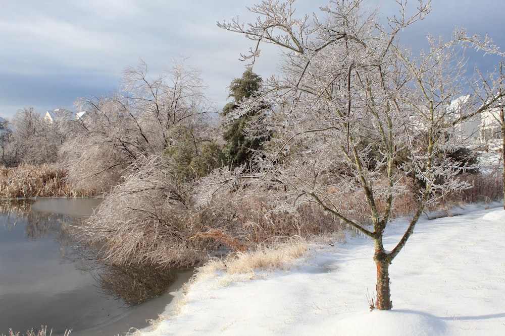 brown leafless trees on snow covered ground