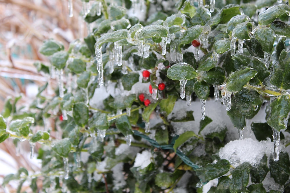 red and green plant with water droplets