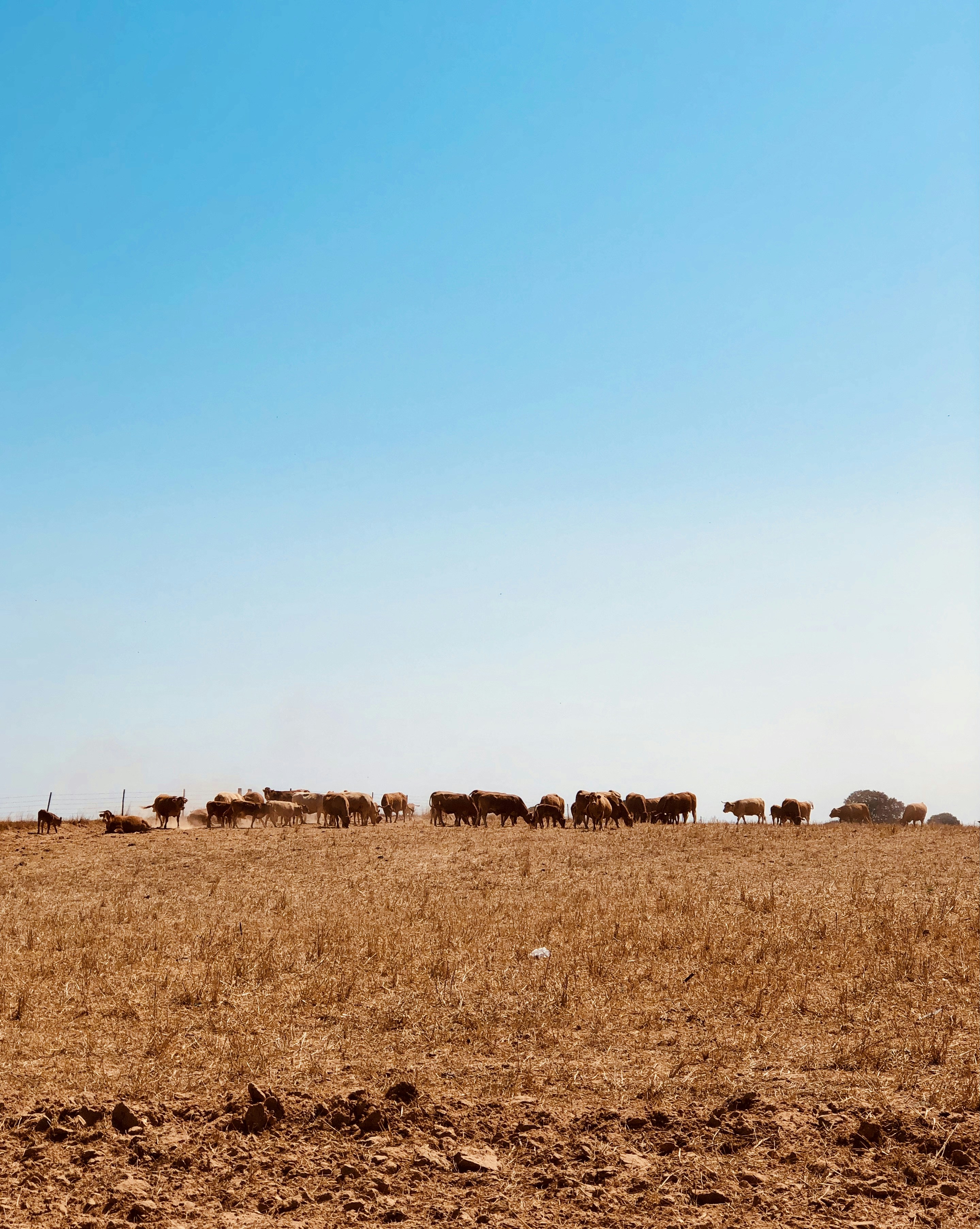Champ d’herbe brune sous le ciel bleu pendant la journée