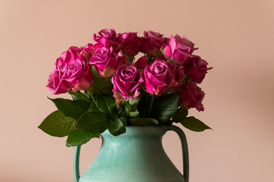 pink roses in white ceramic vase