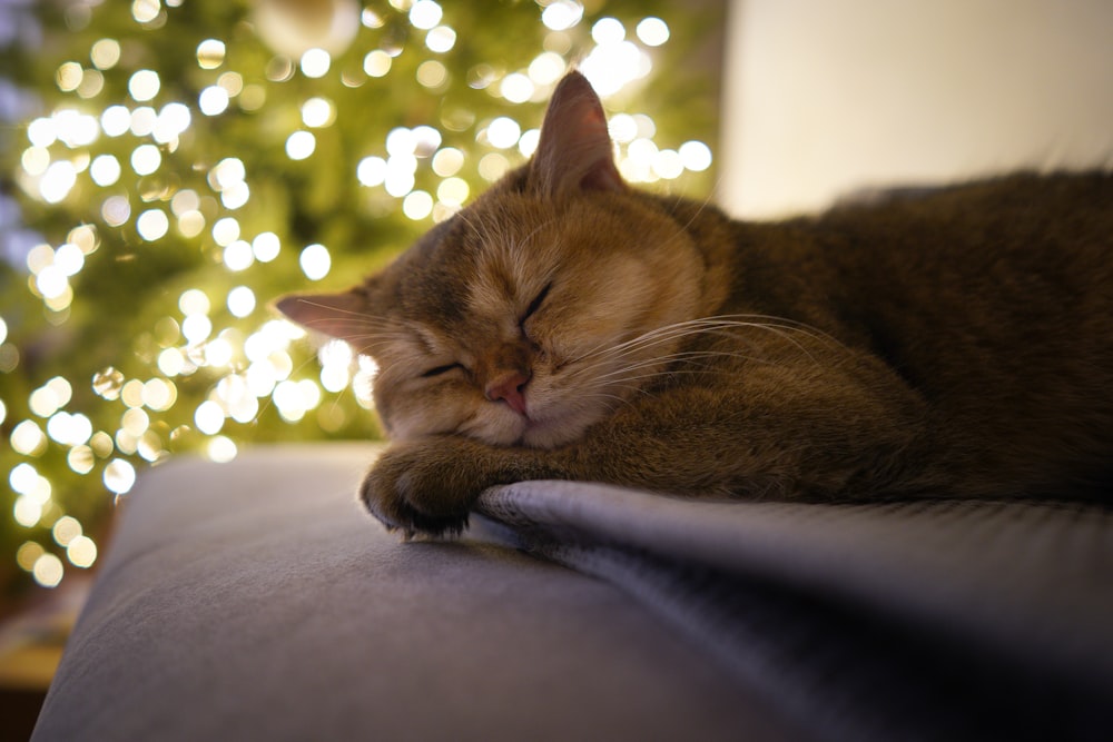 brown tabby cat lying on gray textile