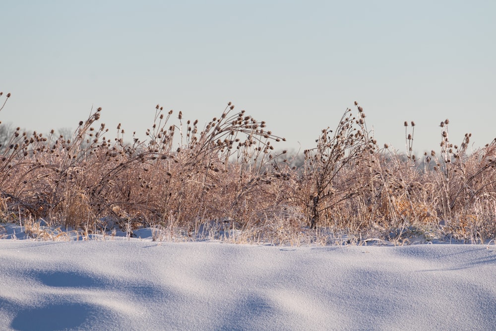 snow covered trees during daytime