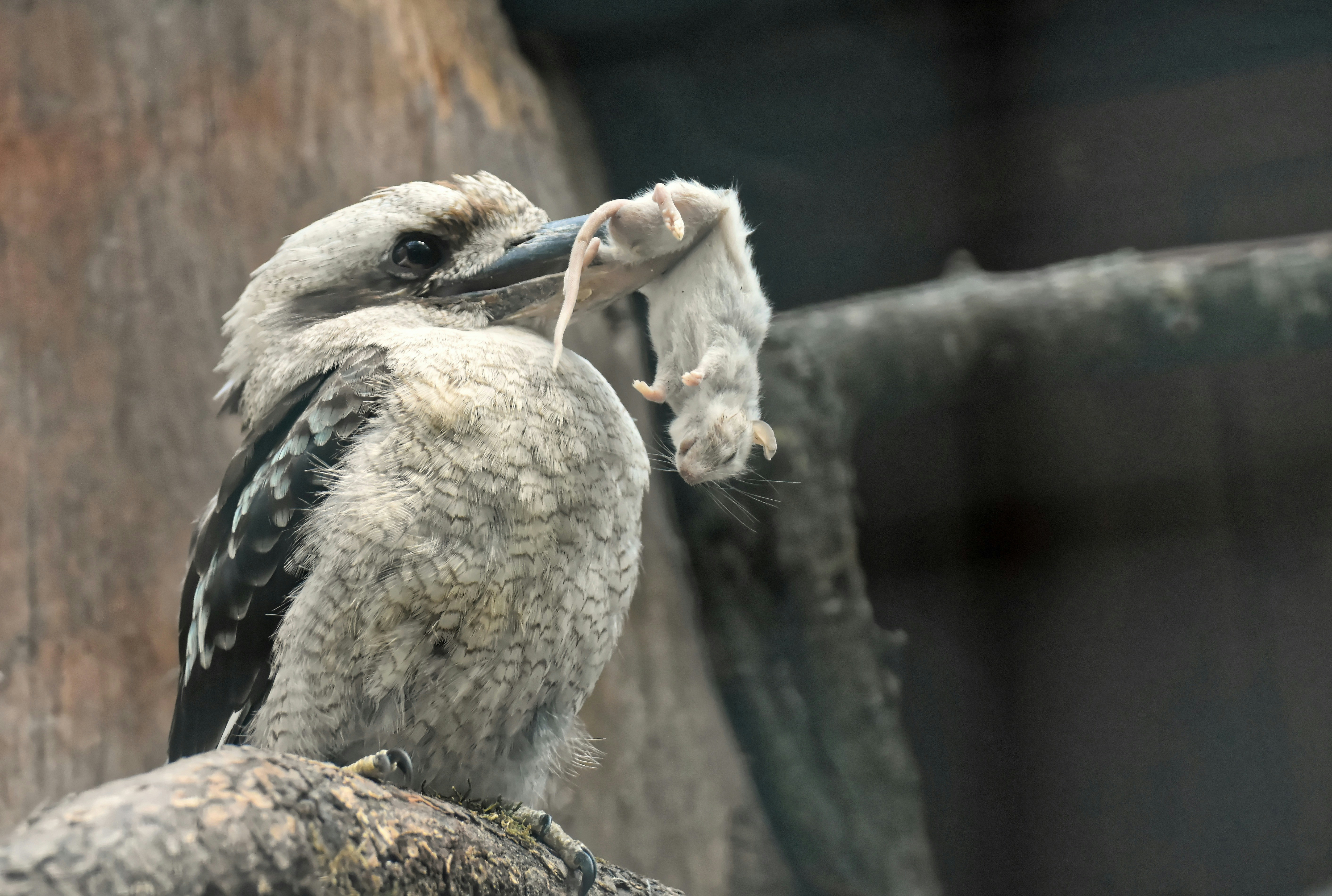 a kookaburra slays a field mouse, who looks like its taking a well deserved rest before dinner.