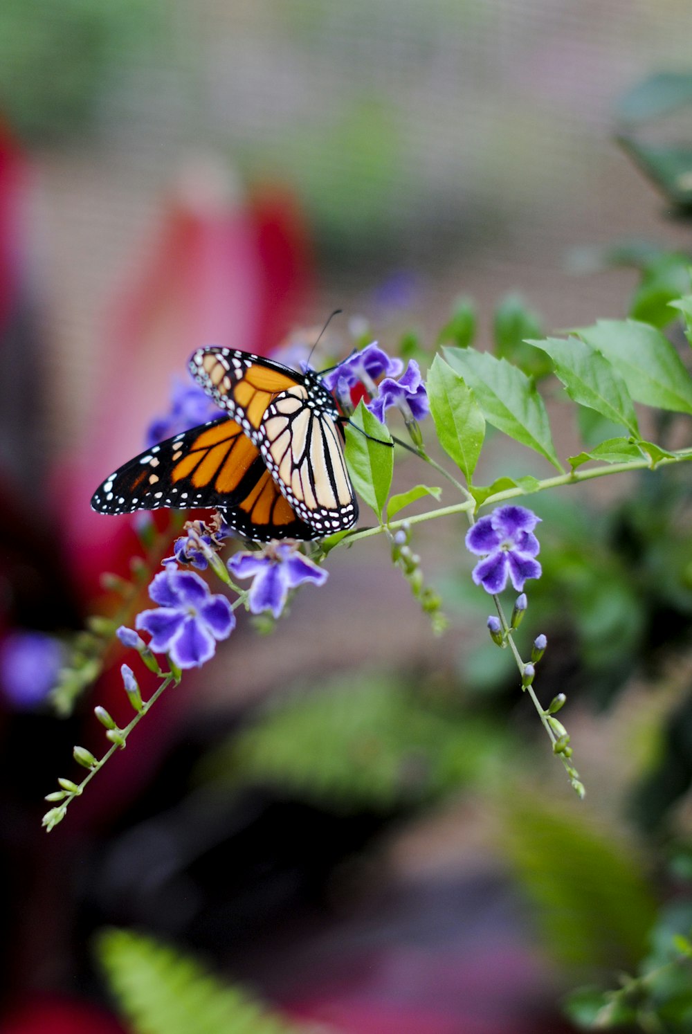 monarch butterfly perched on purple flower in close up photography during daytime