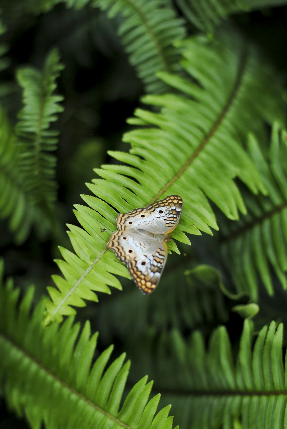 a white butterfly sitting on a green leaf